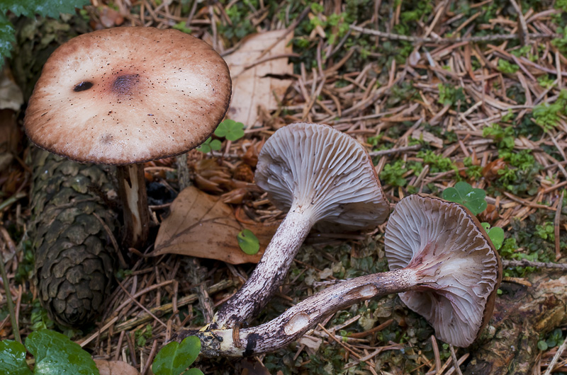 Gomphidius maculatus